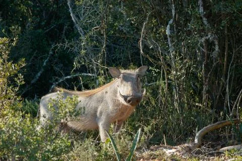 Common warthog trying to hide behind a bush Stock Photos