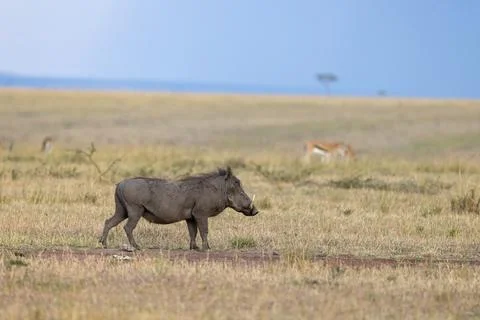 Common Warthog Walking in the Grassland Stock Photos