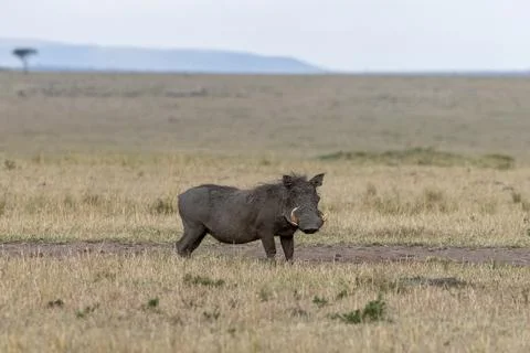 Common Warthog Walking in the Grassland Stock Photos