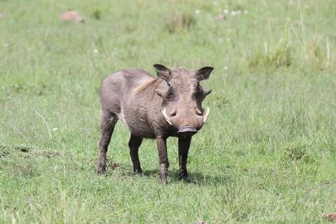 Common warthog in the wild looking into camera Stock Photos