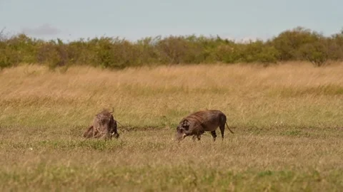 Common Warthogs grazing in grassland wilderness of Africa 스톡 동영상 297534366