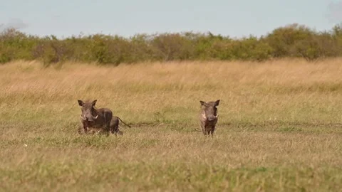 Common Warthogs grazing in grassland wilderness of Africa Stock-Footage 297534404