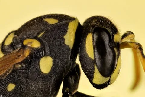 A common wasp details Stock Photos