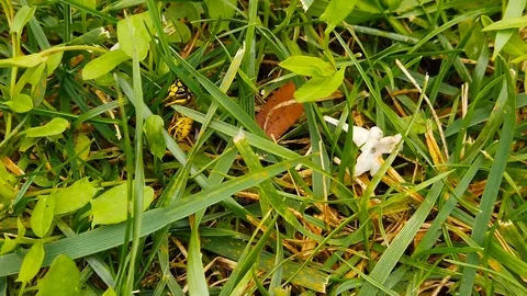 Common Wasp on Grass (Slow Motion) Stock Footage 119667099