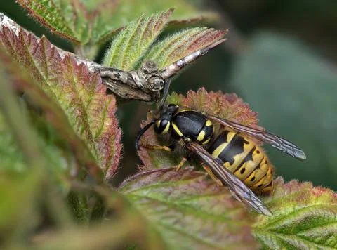 Common Wasp on leaf during springtime Stock Photos