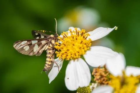 Common Wasp Moth -  collecting nectar from a yellow flower Stock Photos