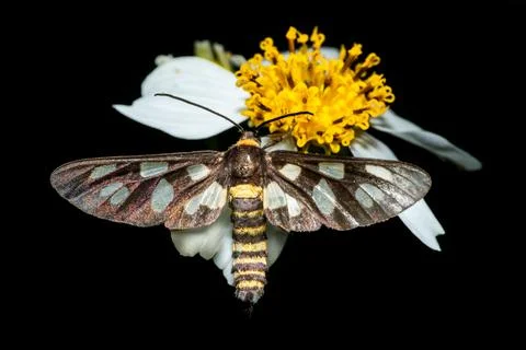 Common Wasp Moth -  collecting nectar from a yellow flower on a black backg.. Stock Photos