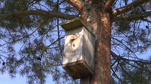 Common wasp nest in bird nesting box in pine tree Stock Footage 54807725