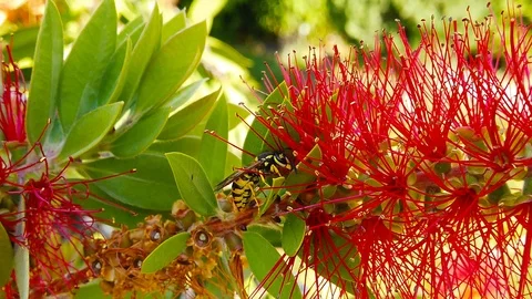 Common Wasp on Red Bottlebrush Flower (Slow Motion) Stock Footage 119668199