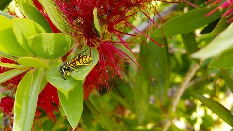 Common Wasp on Red Bottlebrush Flower (Slow Motion) Video stock 119668699