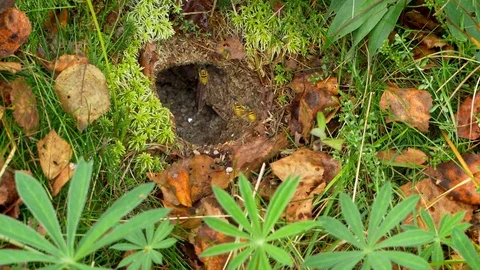 Common wasp (Vespula vulgaris) returning to the nest 库存影片 103345543