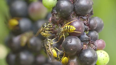 Common wasps feeding on grapes. 4K. Stock Footage 146132139