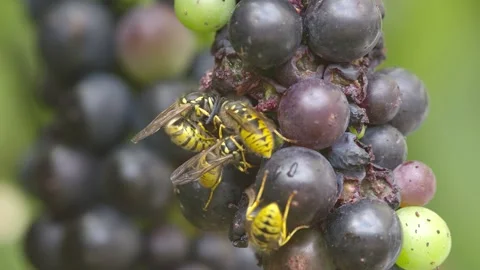 Common Wasps feeding on grapes - pull focus. 4K. Stock Footage 146132047