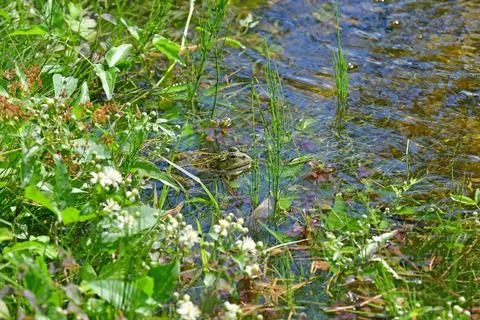 Common water frog during a sunbath in a pond with green Stock Photos