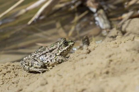 Common water frog.A frog basking on the sand near the lake on a sunny summe.. Stock Photos