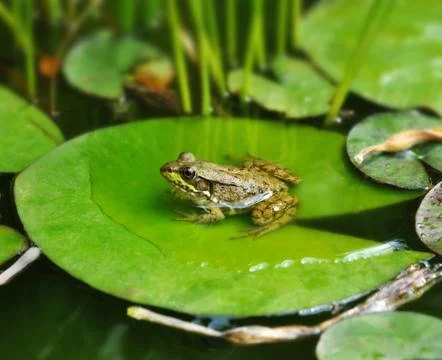 Common water frog Stock Photos