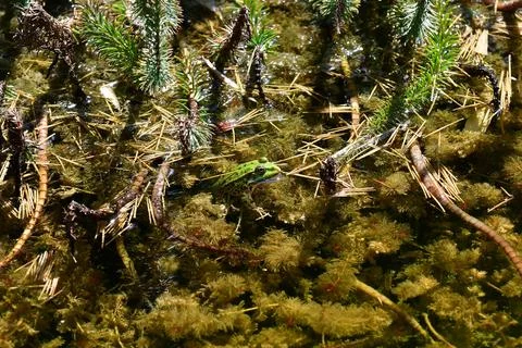 Common water frog in a pond Stockfoto's