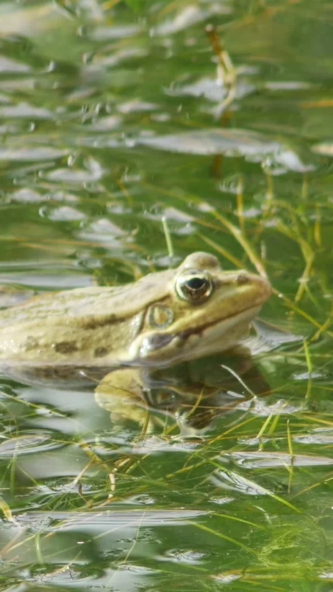 Common water frog singing among aquatic plants in a swamp, perfect for mobil 動画素材 334340349
