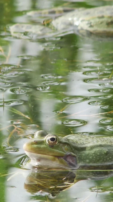 Common water frog singing in a lake, captured in vertical orientation for mo Stockbeeldmateriaal 334340344