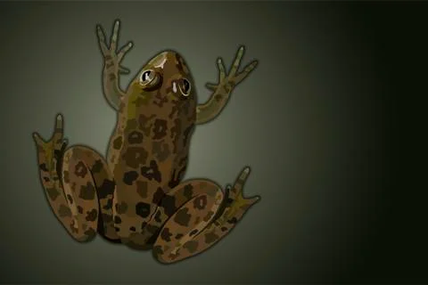 Common water frog top view realistic vector illustration Stock Illustration