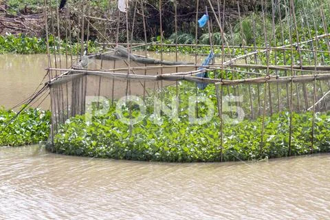 Common water hyacinth and fishing nets on Tonle Sap River Cambodia Stock Photos