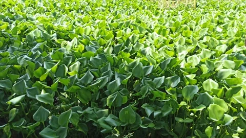 Common water hyacinth Video stock 295290326