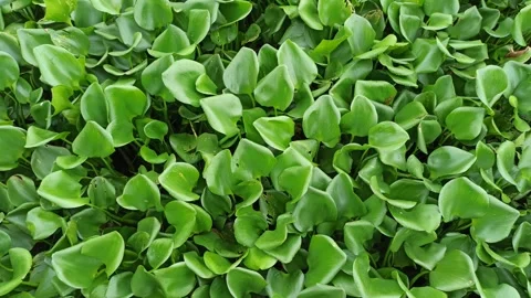 Common water hyacinth Video stock 296054745