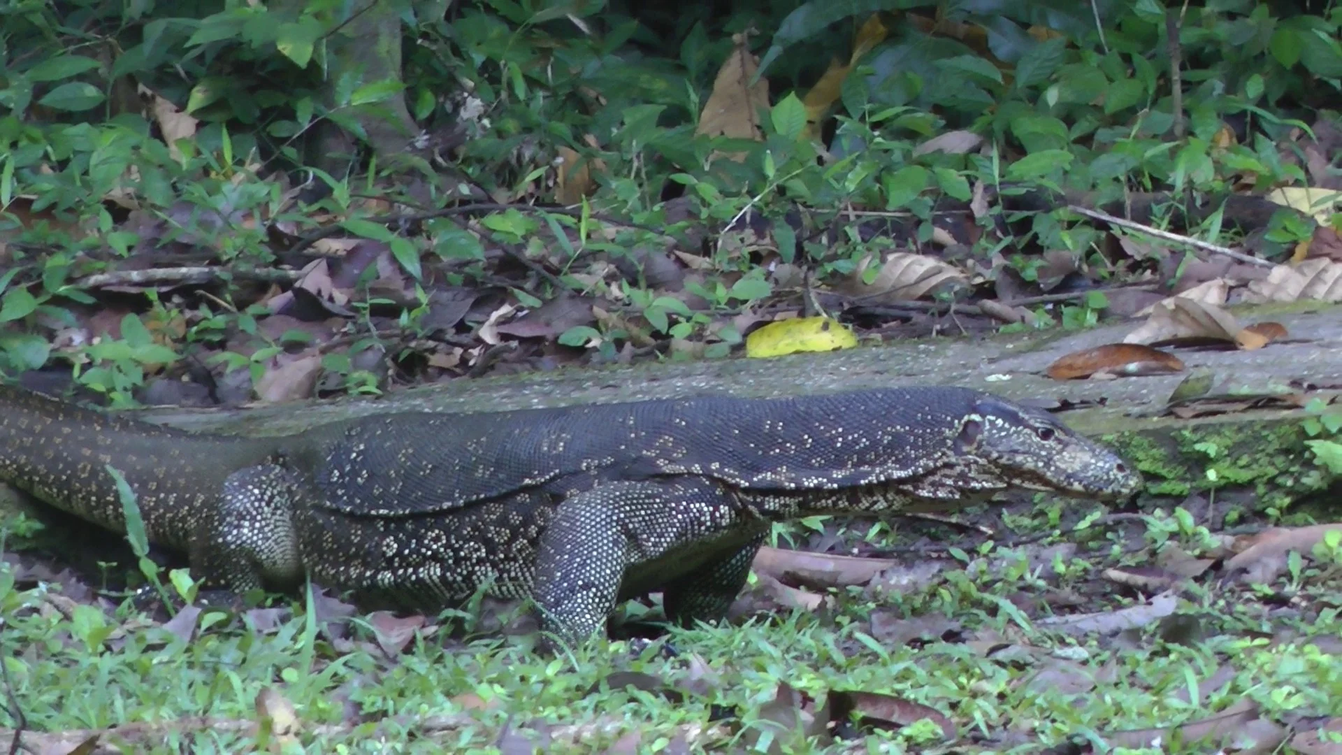 Common Water Monitor Lizard Malaysia Stock Video Pond5