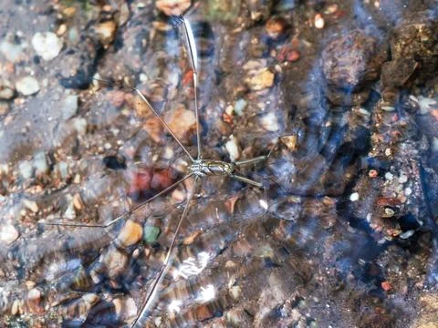 Common Water Strider Stock Photos