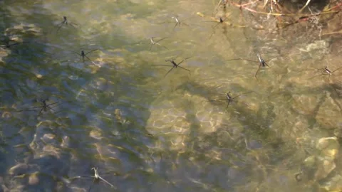 Common water strider on the water Stock-Footage 288683839