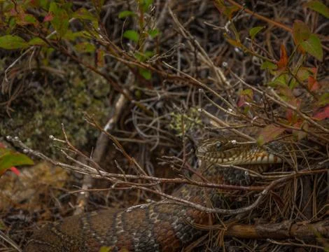Common watersnake basking in the sun Stock Photos