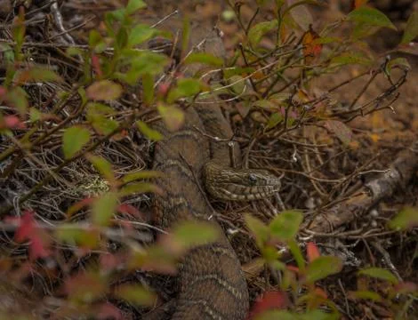 Common watersnake basking in the sun Stock Photos
