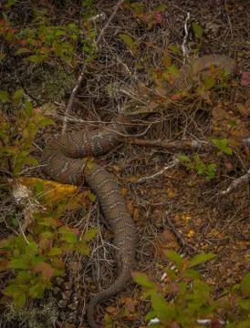 Common watersnake basking in the sun Stock Photos