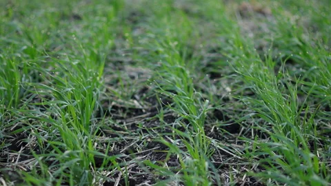 Common Wheat After the Rain Stock Footage 244942600