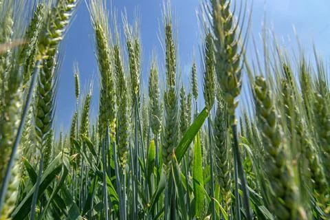 Common wheat with blue sky in the background Stock Photos
