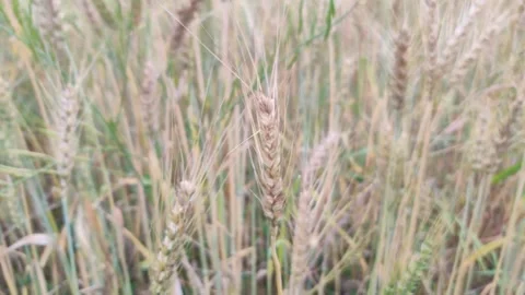 Common wheat crop in a field Stock Footage 273866614