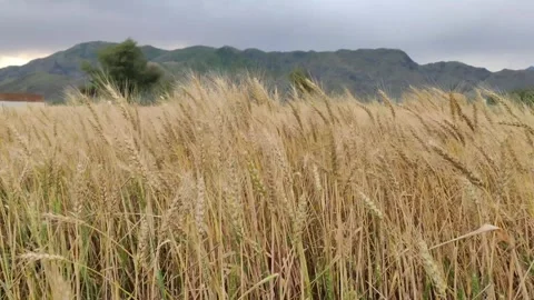 Common wheat crops 库存影片 274326504