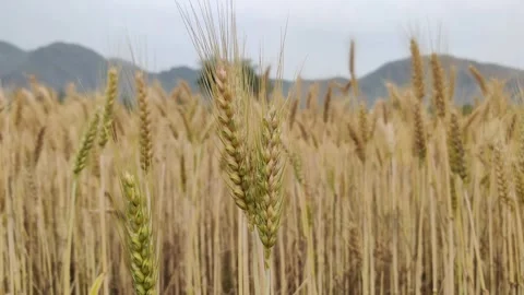 Common wheat field Stock Footage 273866626