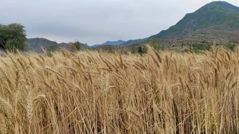 Common wheat field Stock Footage 274326500