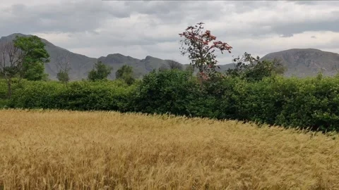 Common wheat field 库存影片 274650418