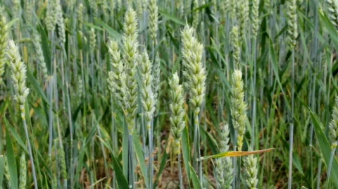 Common wheat Stock Footage 772283
