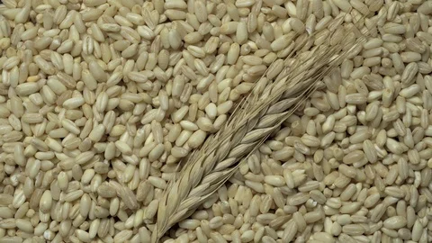 Common wheat grains and a wheat ear in rotation Stock Footage 123622121