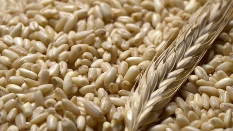 Common wheat grains and a wheat ear in rotation Stock Footage 123622764