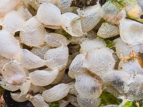 Common Whelk Egg Capsules Macro Detail 스톡 사진