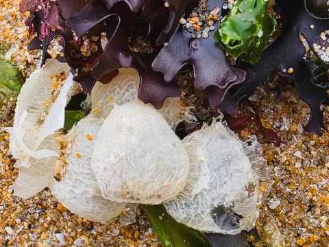 Common Whelk Egg Capsules on Sandy Beach Stock Photos
