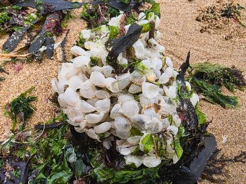 Common Whelk Egg Mass on Sandy Beach Stock Photos