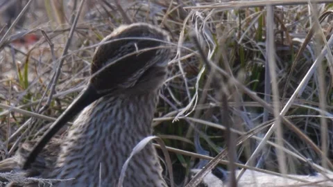 Common whimbrel cleans feathers close-up Stock Footage 280760273