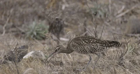Common whimbrel feeds in the grass, close-up, 4K slomo Stock Footage 245757485
