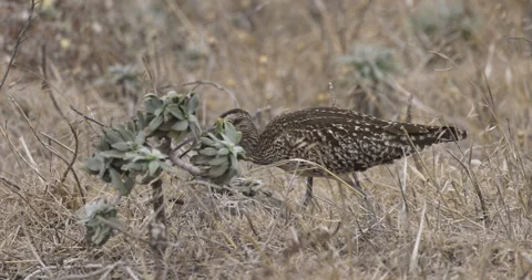 Common whimbrel feeds in the grass, close-up, 4K slomo Stock Footage 245760096