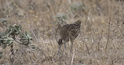 Common whimbrel  foraging close up, 4K slomo Stock Footage 245757186